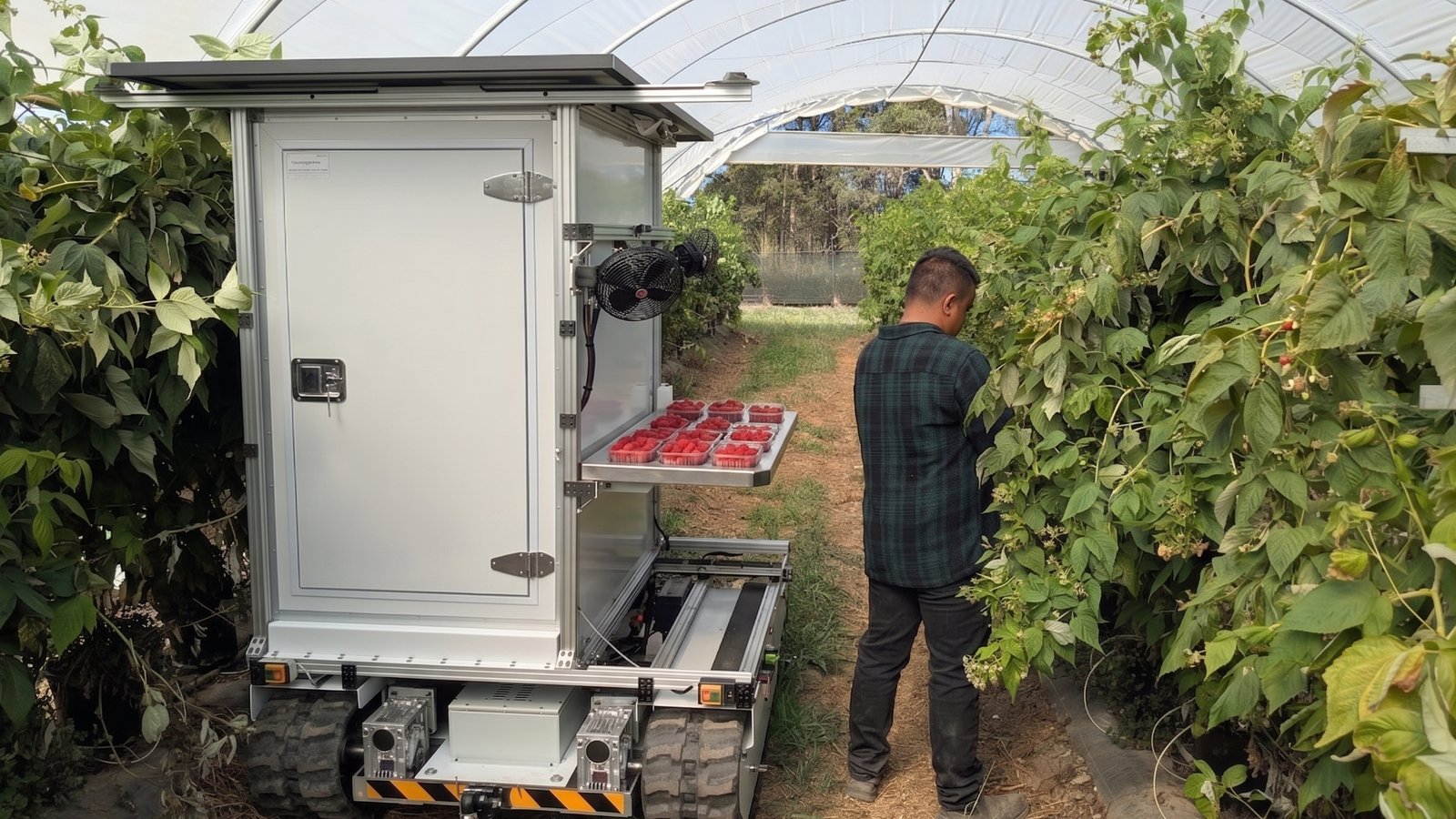 Forager Harvesting Aid in a raspberry field