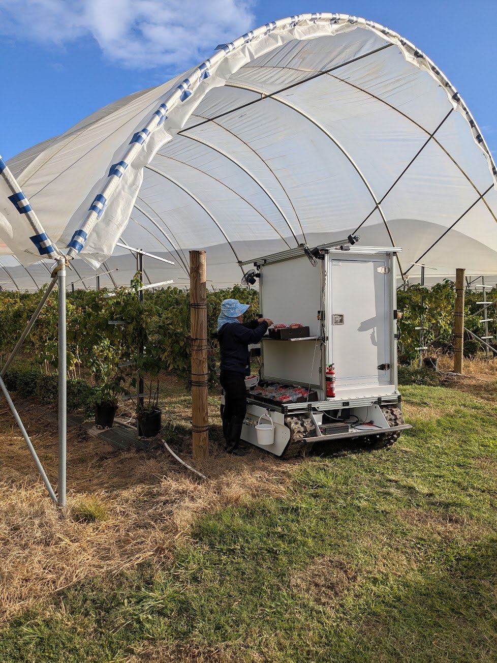 A worker using the Forager Harvesting Aid during a commercial field trial