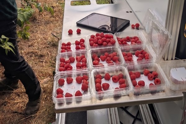 Pickers filling punnets directly on the Forager platform