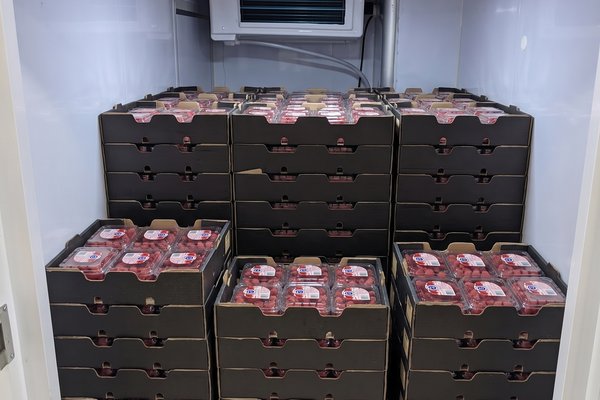Punnets going straight into on-board refrigeration