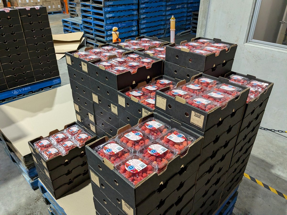 Filled raspberry punnets from the July 2026 commercial field trial