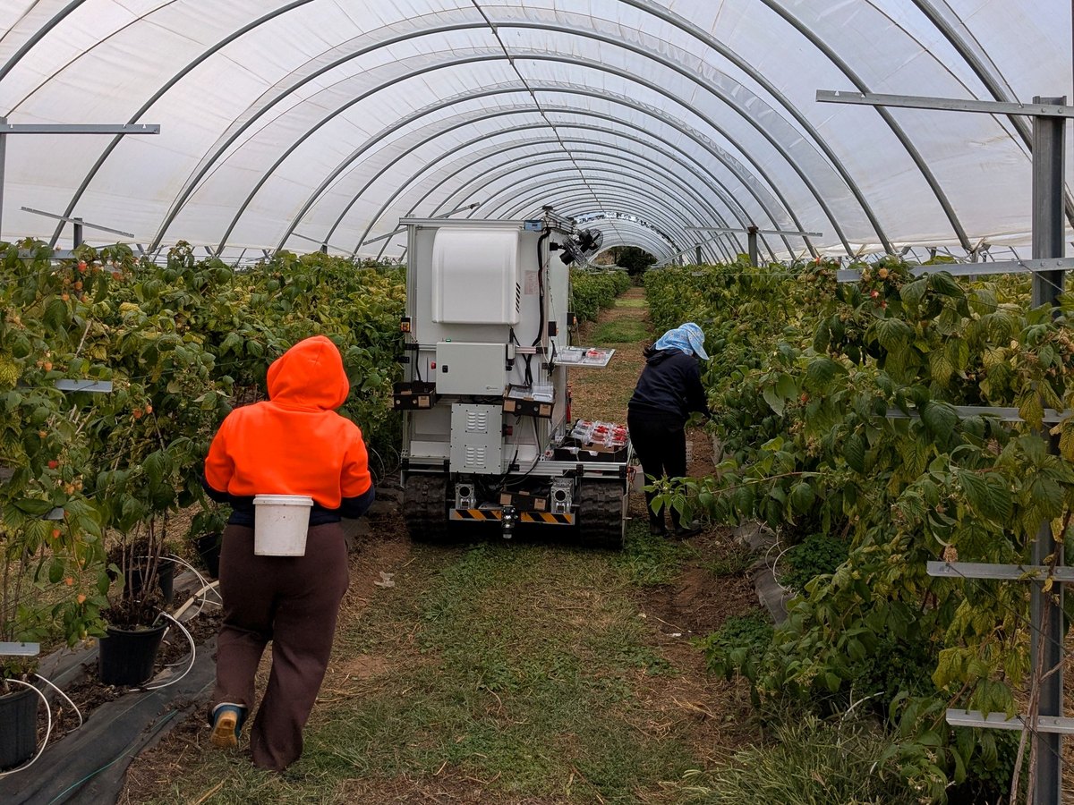 Two pickers working with the Forager platform in a commercial crop row
