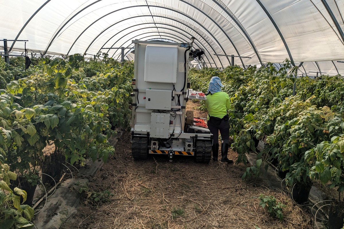 Forager platform following pickers through a commercial crop row