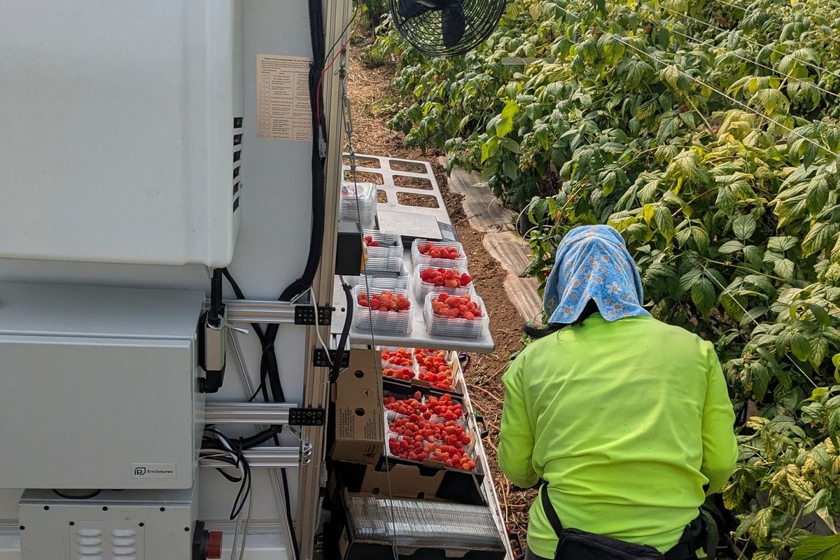 Picker working beside filled punnets on the Forager platform